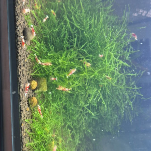 Caridina fancy red