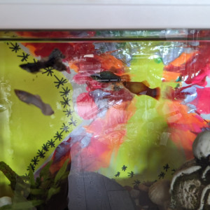 Donne 2 guppy et 2 platy