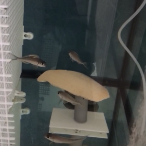Xenotilapia nigrolabiata