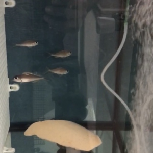 Xenotilapia nigrolabiata