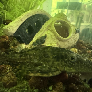 Pleco commun