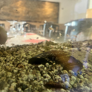 Dons de nigrofasciatus