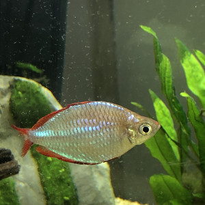Melanotaenia praecox