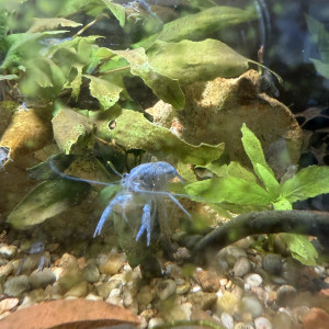 Écrevisses bleues