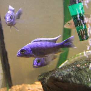 Sciaenochromis Fryeri