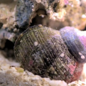 Lot de Détritivores a vendre pour eau de mer