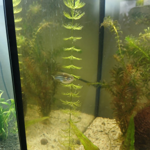 5 danio rerio