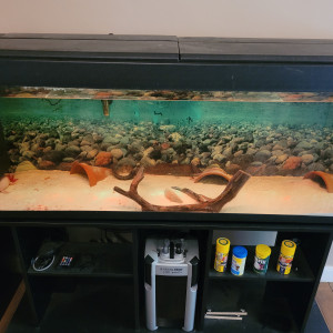 Axolotls avec aquarium