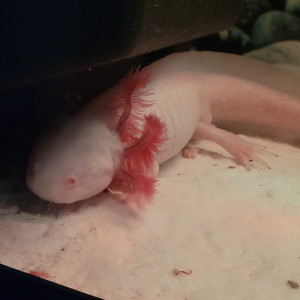 Axolotls avec aquarium