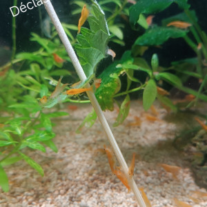 Crevettes néocaridina orange