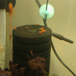 Crevettes Red cherry