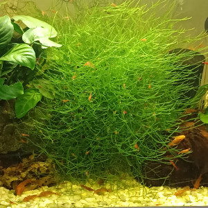 Crevettes Red cherry par 12