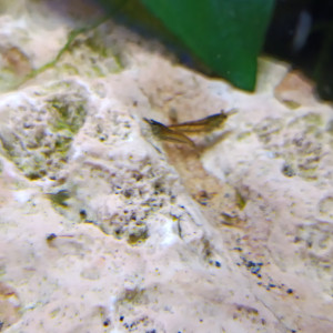 Crevettes Green tiger