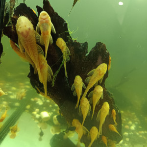 Ancistrus Gold albinos adultes