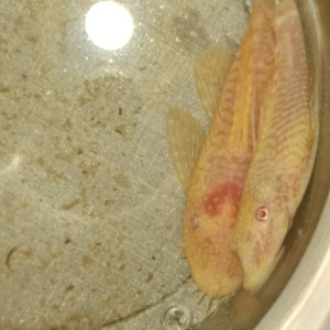 Ancistrus Gold albinos adultes