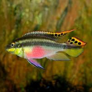 Pelmatochromis
