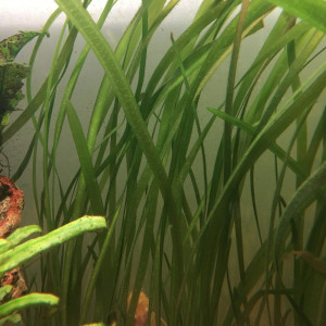 Vallisneria