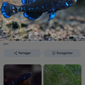 Recherche elassoma