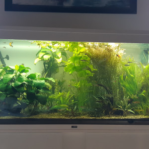 Plantes aquarium