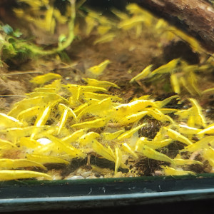 Crevettes neocaridina yellow backline