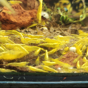 Crevettes neocaridina yellow backline