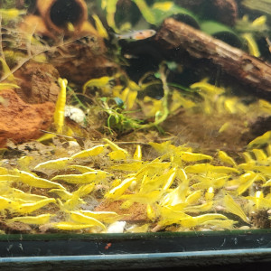 Crevettes neocaridina yellow backline