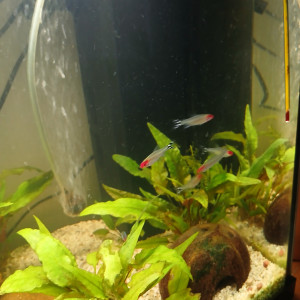 5 tetra tete de nez rouge