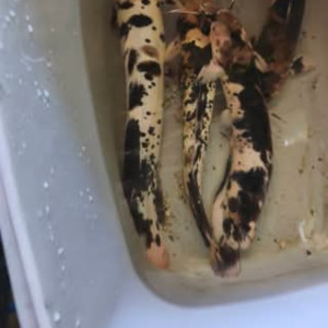 4 clarias batrachus marbré