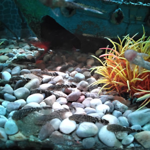 Poisson ancitrus