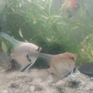 Scalaire