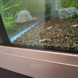 Crevettes Juvéniles Golden Boa et Golden Boa reflets bleus