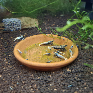 Crevettes Juvéniles Golden Boa et Golden Boa reflets bleus