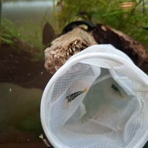 Crevettes Juvéniles Golden Boa et Golden Boa reflets bleus