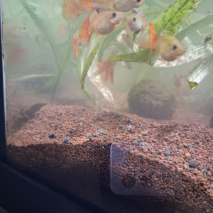 Guppy /Guppies / Guppys