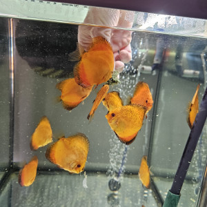 Discus Nées chez moi