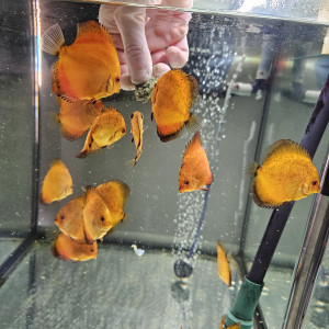 Discus Nées chez moi