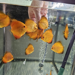 Discus Nées chez moi