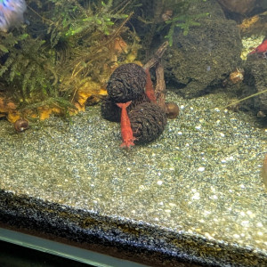 Guppy éléphant/Neocaridina/plantes