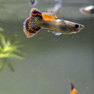 Guppy éléphant/Neocaridina/plantes