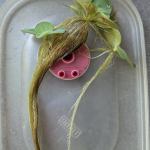 Guppy éléphant/Neocaridina/plantes