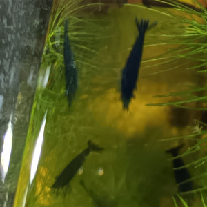 Crevettes Blue Velvet