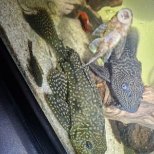 2 pleco