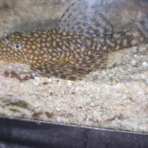 Ancistrus 5 a 8cm