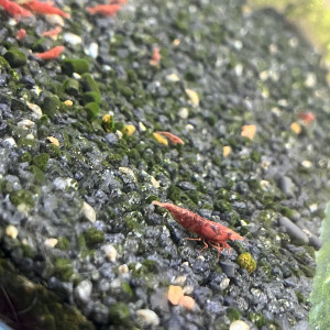 Crevette Red Sakura (Neocaridina)