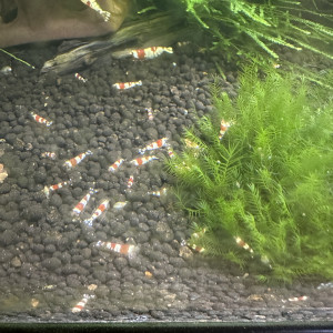 Crevettes PRL