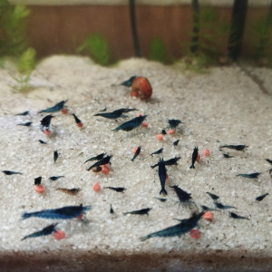 Vend crevettes neocaridina blue dream/velvet