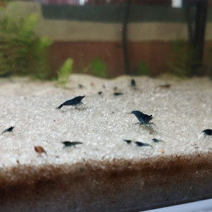 Vend crevettes neocaridina blue dream/velvet