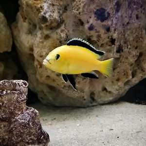 Labidochromis caeruleus 'Lion's Cove