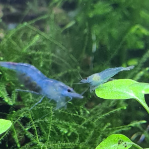 Neocaridina Blue jelly