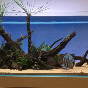 Aquarium optiwhite 300l